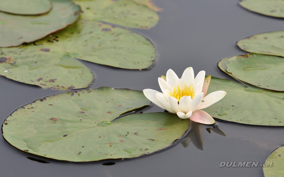 White water lily (Nymphaea alba)